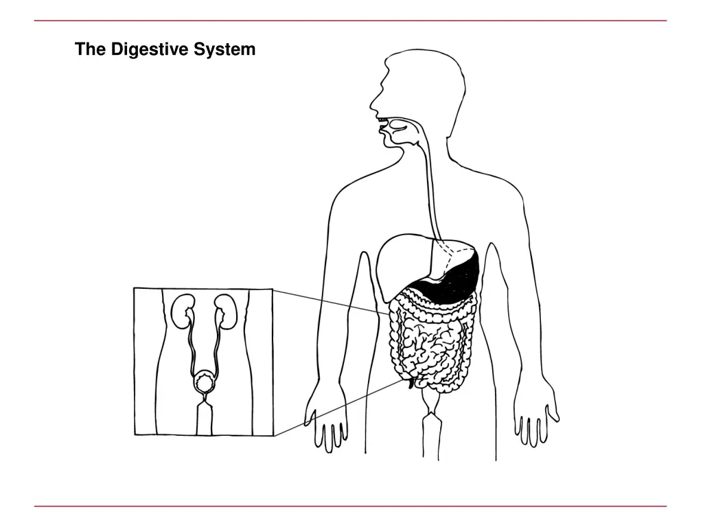 the digestive system