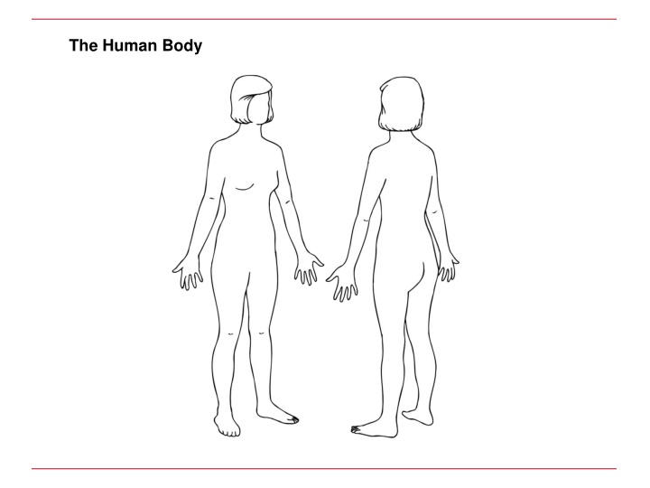 the human body