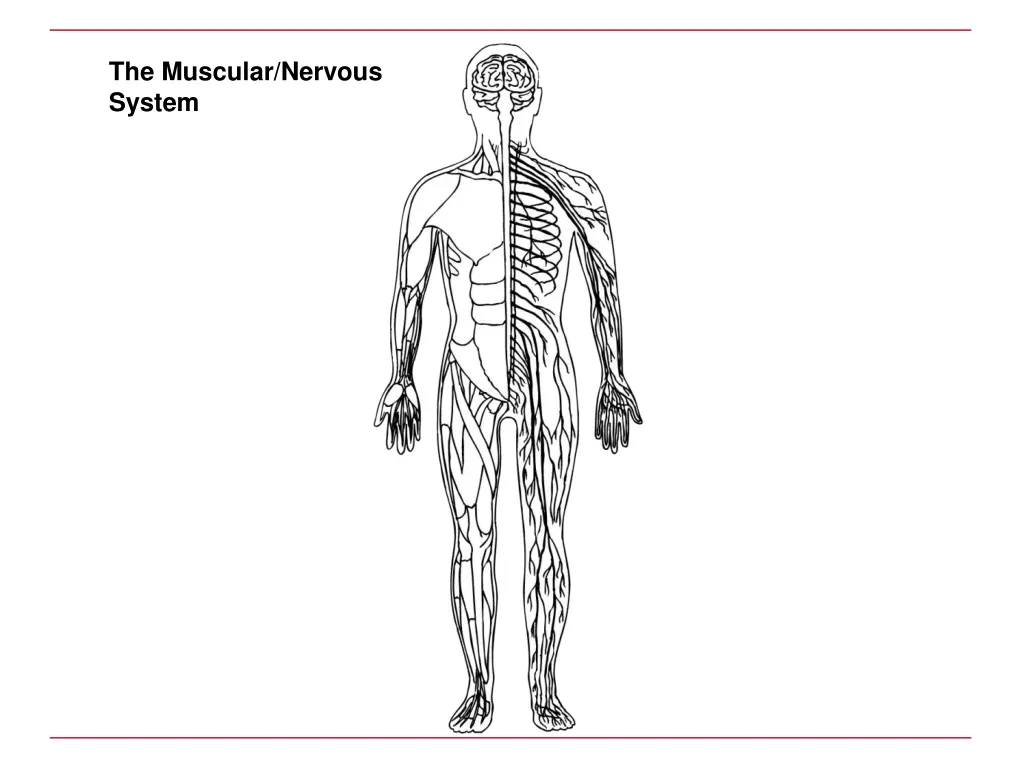 the muscular nervous system