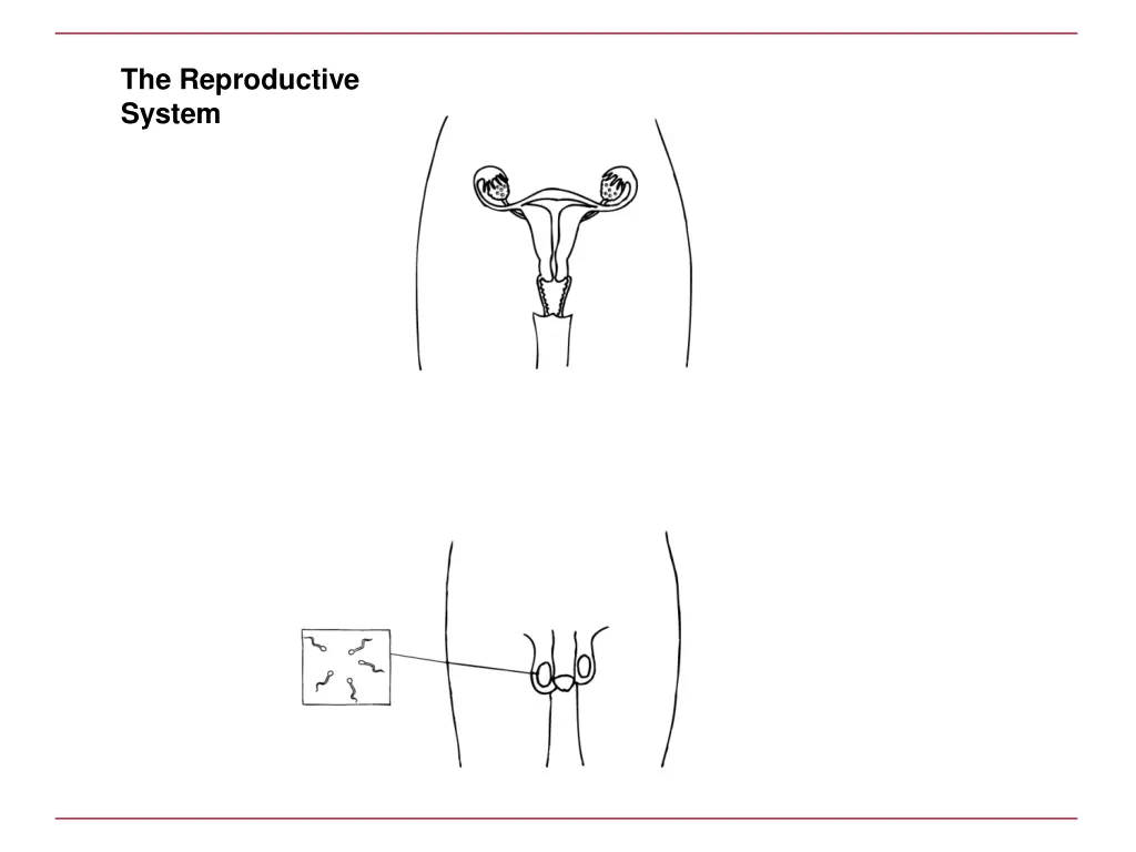 the reproductive system