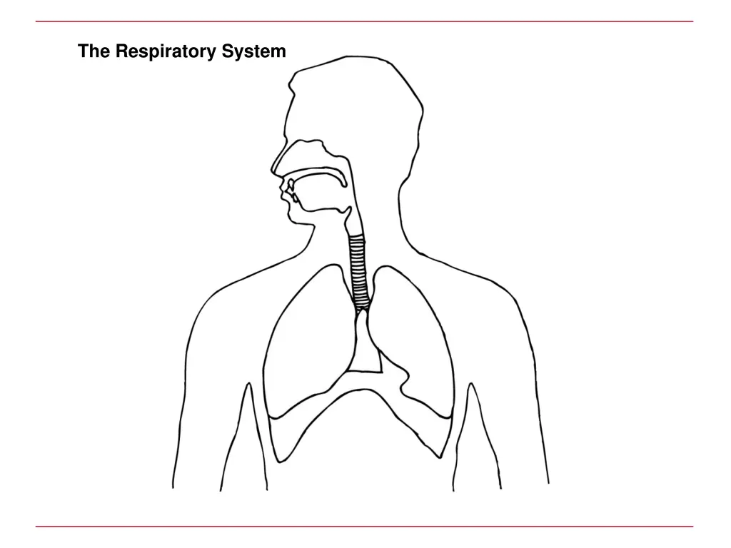 the respiratory system