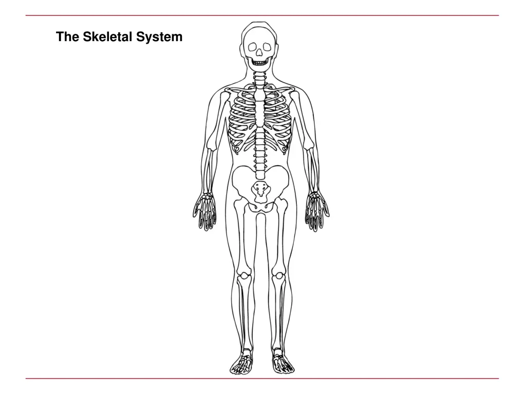 the skeletal system