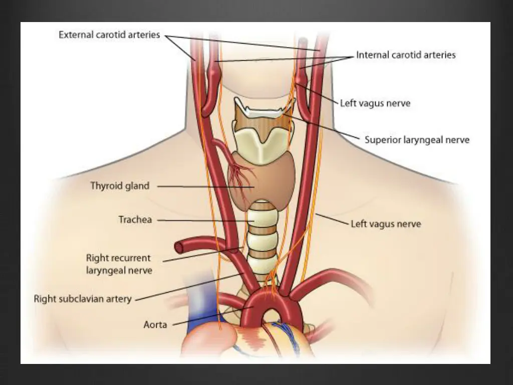 anatomy of vagus