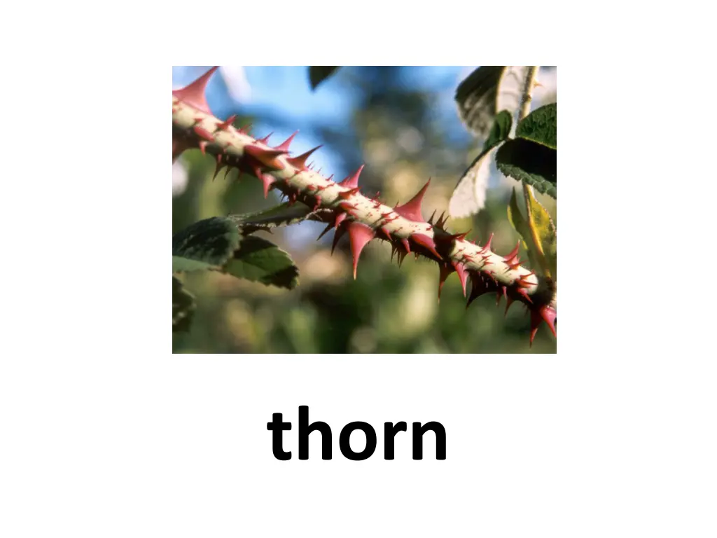 thorn