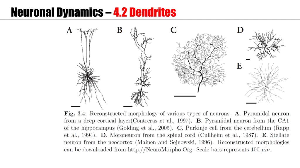 neuronal dynamics 4 2 dendrites 1