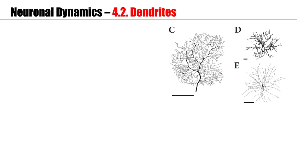 neuronal dynamics 4 2 dendrites