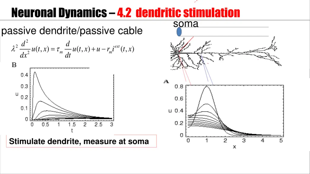 neuronal dynamics 4 2 dendriticstimulation