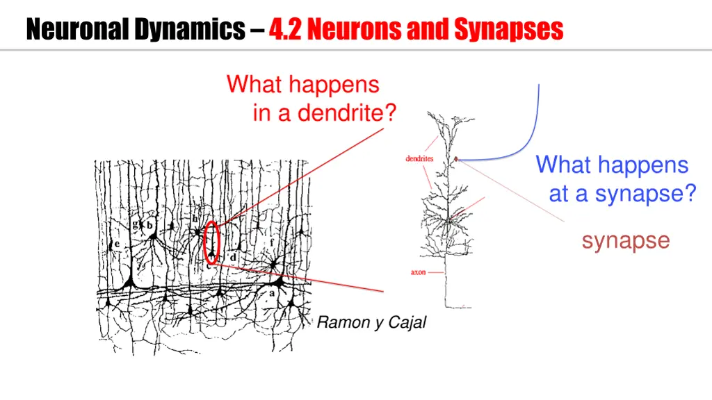 neuronal dynamics 4 2 neurons and synapses 1