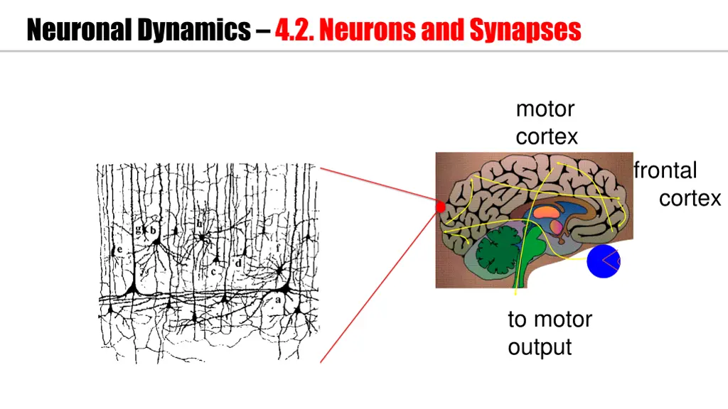 neuronal dynamics 4 2 neurons and synapses