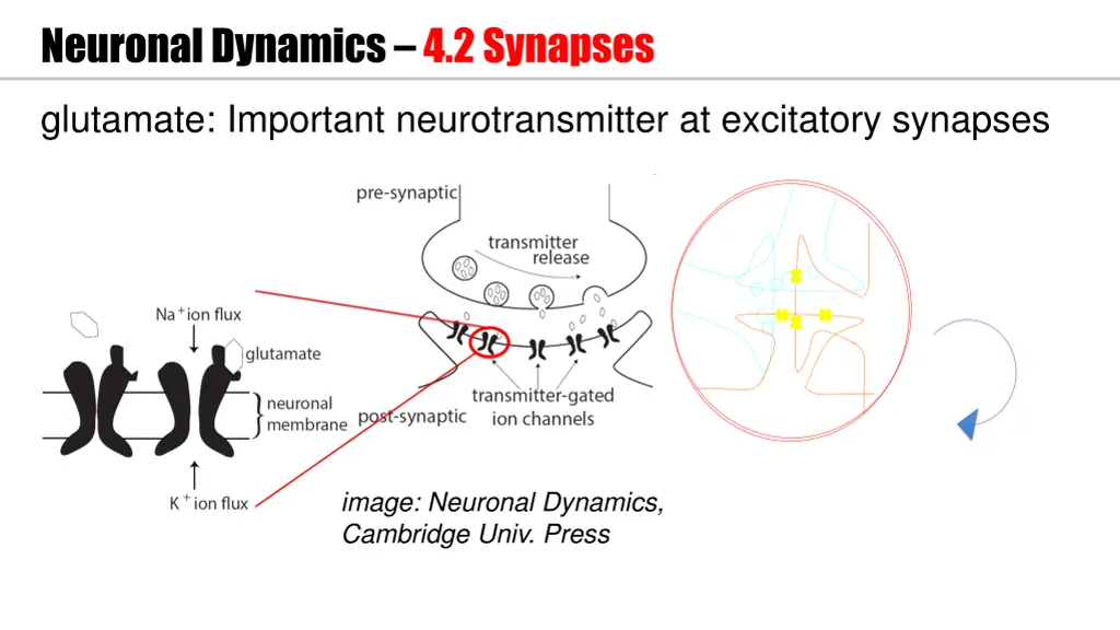 neuronal dynamics 4 2 synapses 1