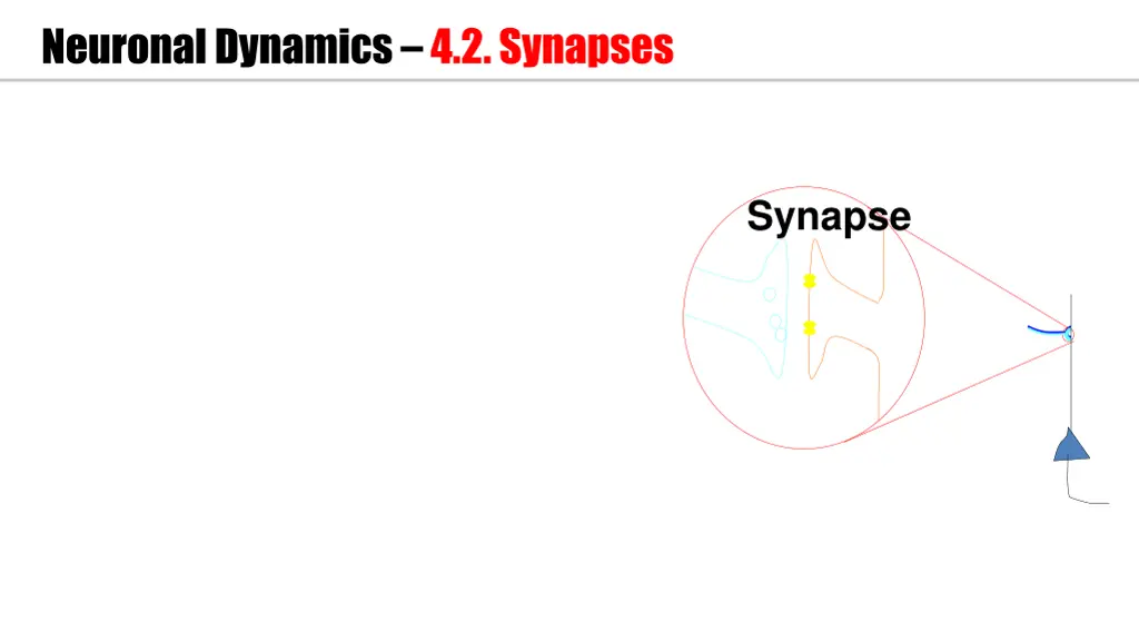 neuronal dynamics 4 2 synapses