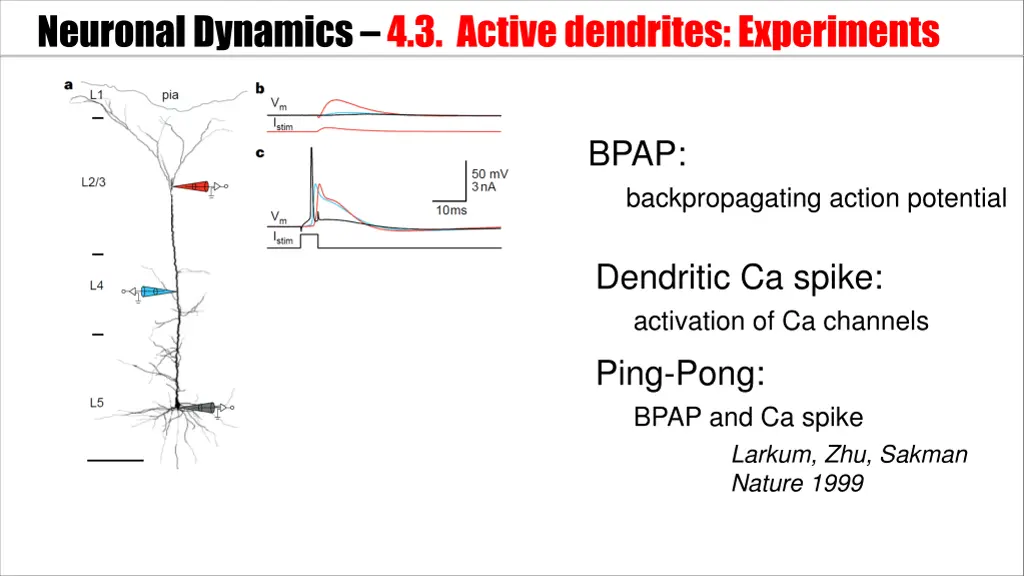 neuronal dynamics 4 3 active dendrites experiments