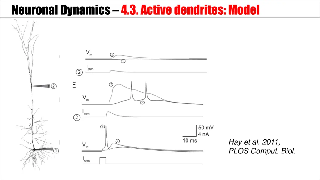 neuronal dynamics 4 3 active dendrites model 1