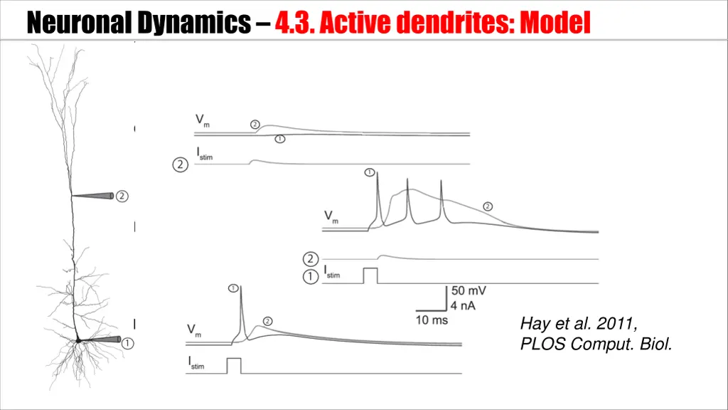 neuronal dynamics 4 3 active dendrites model