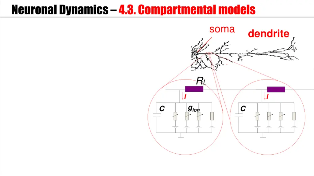 neuronal dynamics 4 3 compartmental models