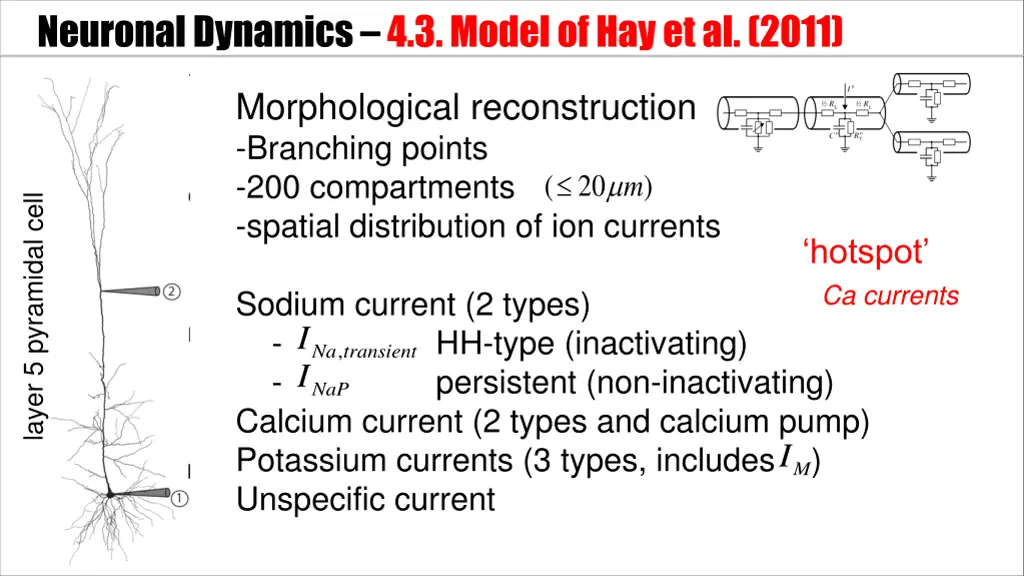 neuronal dynamics 4 3 model of hay et al 2011