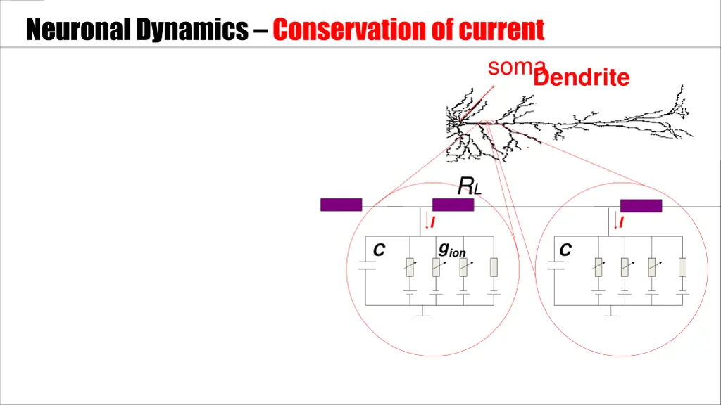 neuronal dynamics conservation of current