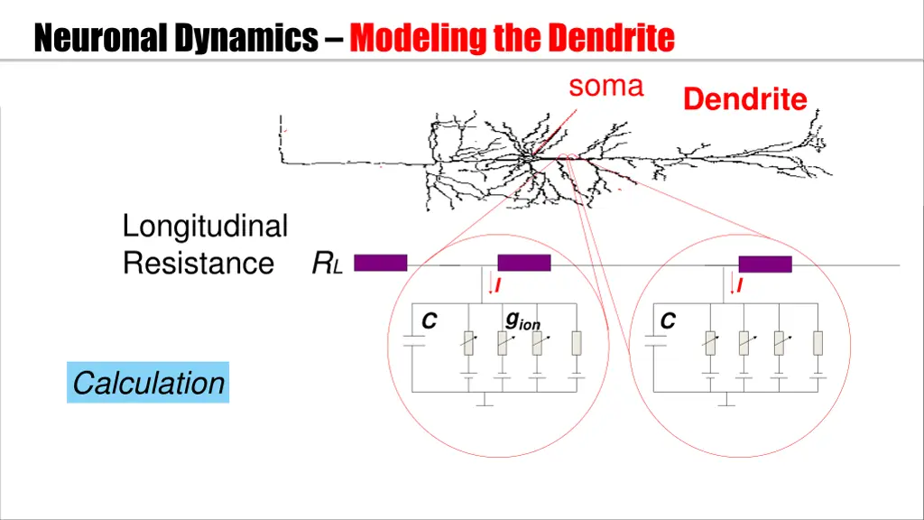 neuronal dynamics modeling the dendrite 1