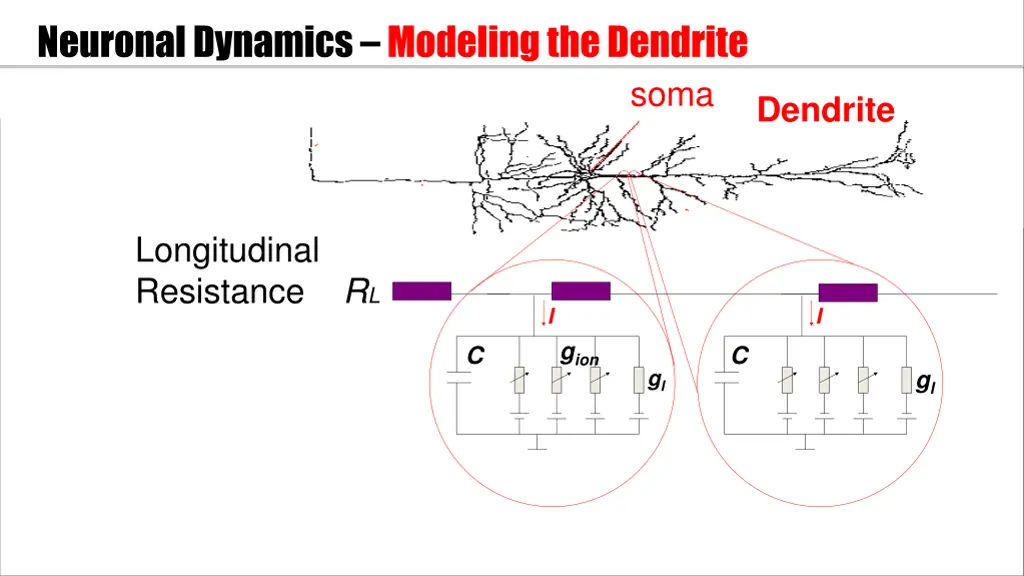 neuronal dynamics modeling the dendrite