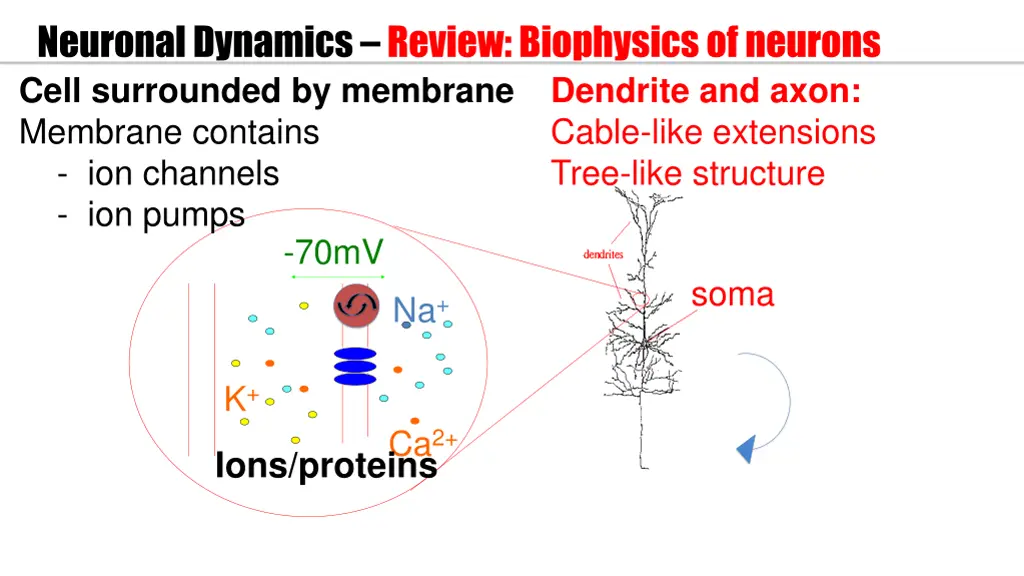 neuronal dynamics review biophysics of neurons