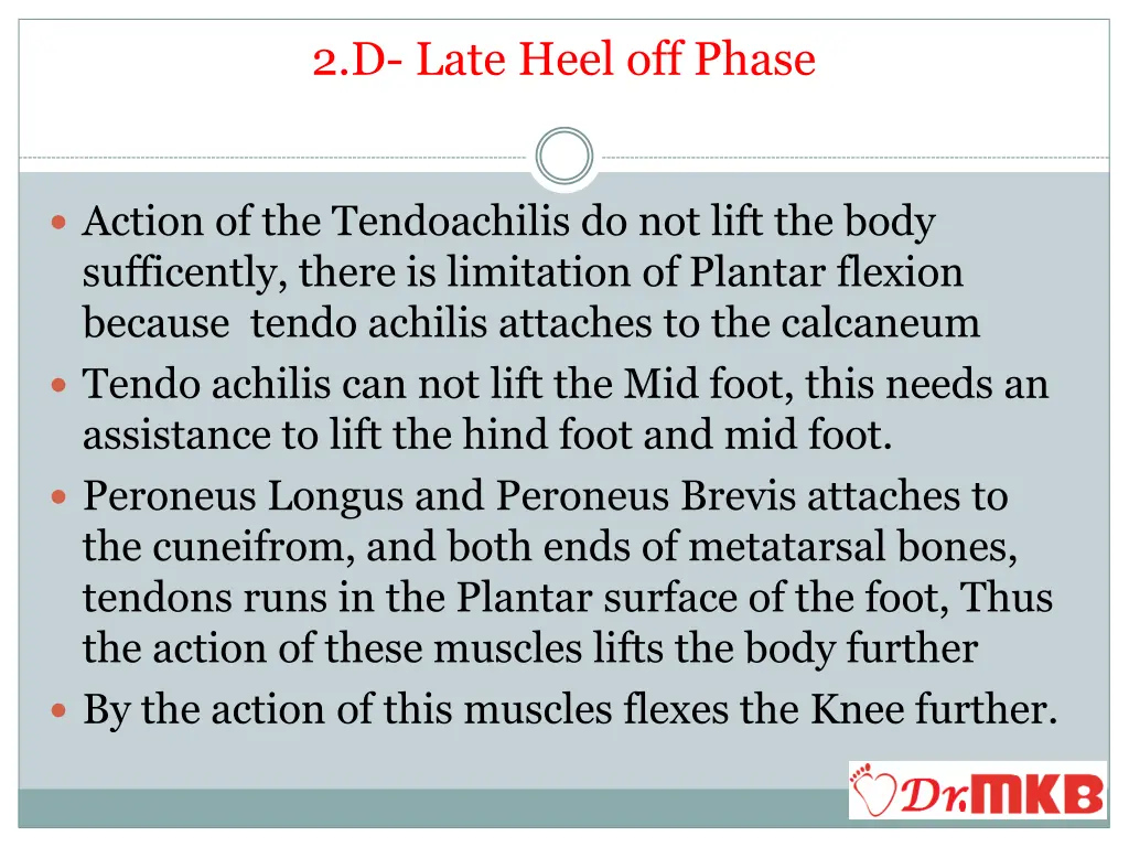 2 d late heel off phase