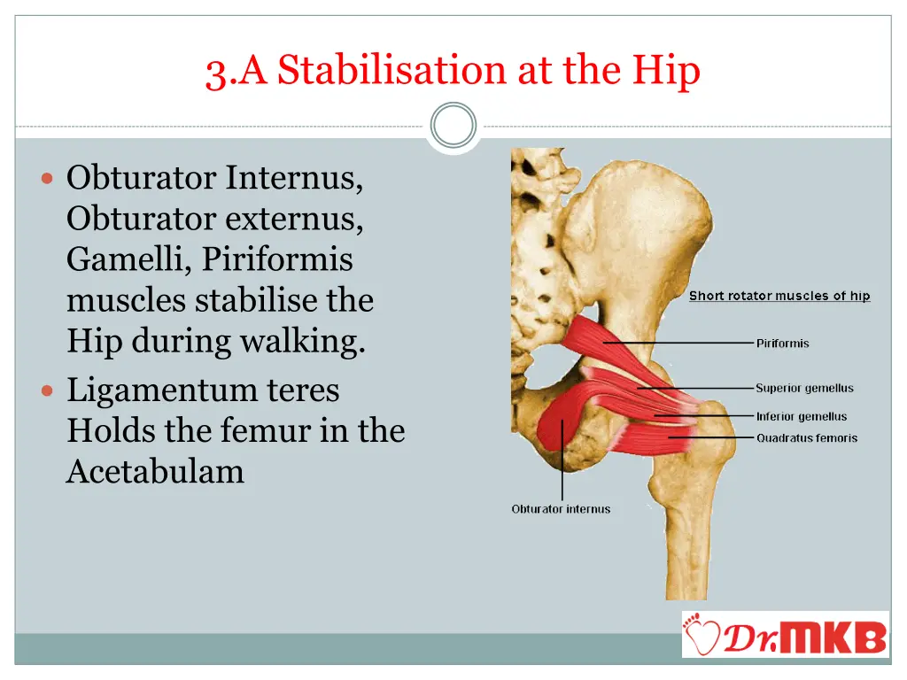 3 a stabilisation at the hip