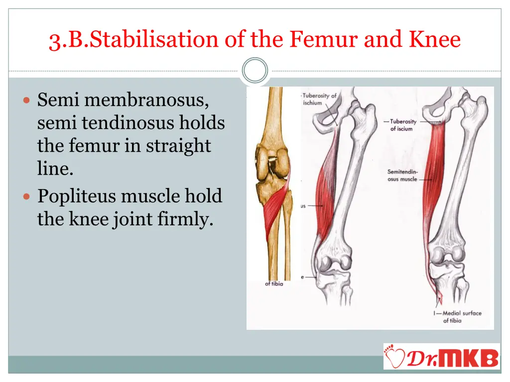 3 b stabilisation of the femur and knee