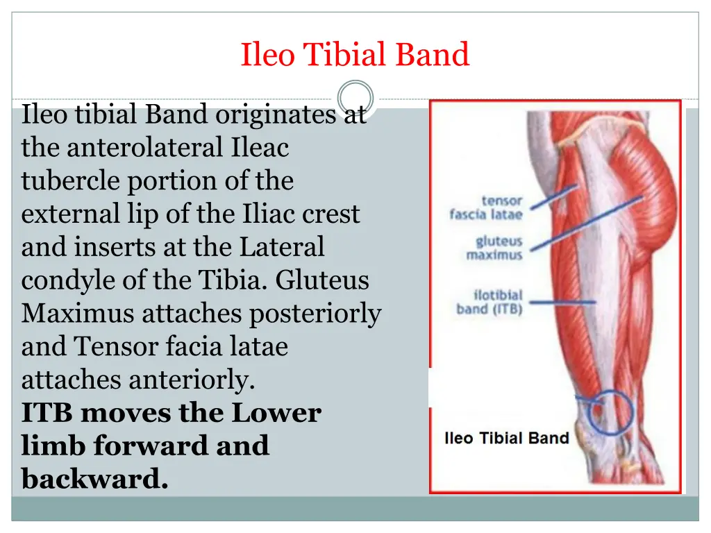 ileo tibial band