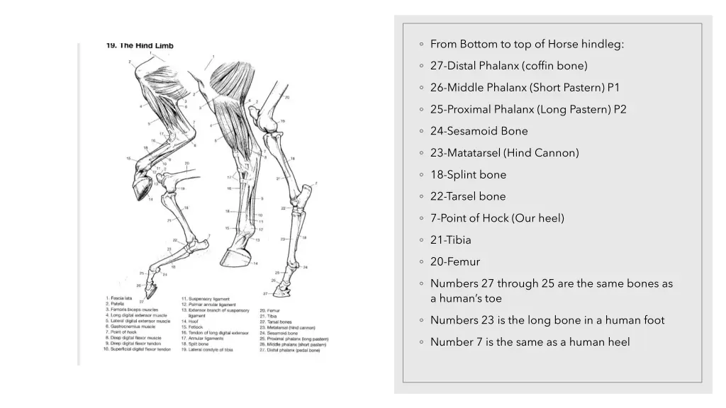 from bottom to top of horse hindleg