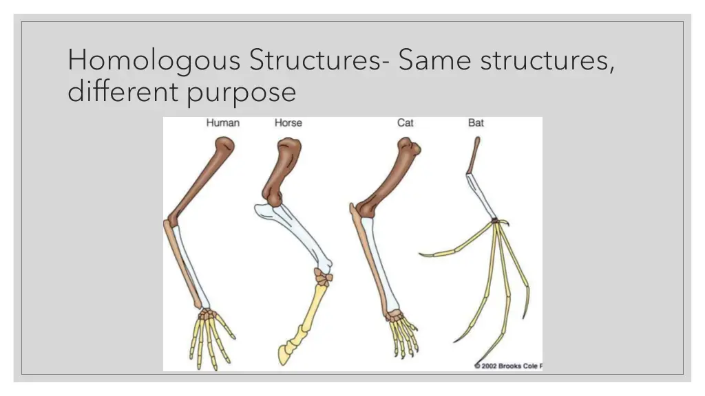 homologous structures same structures different