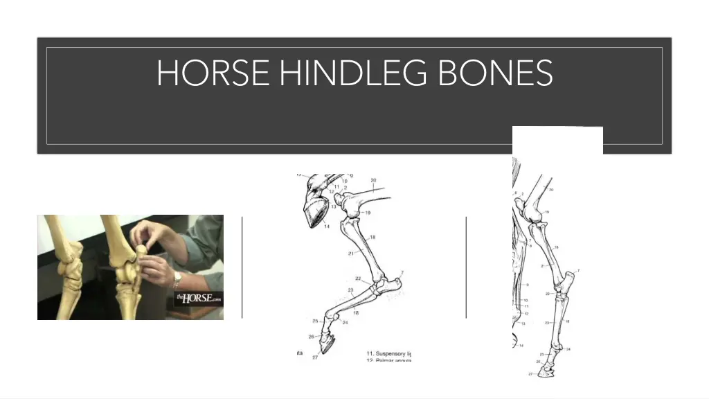 horse hindleg bones