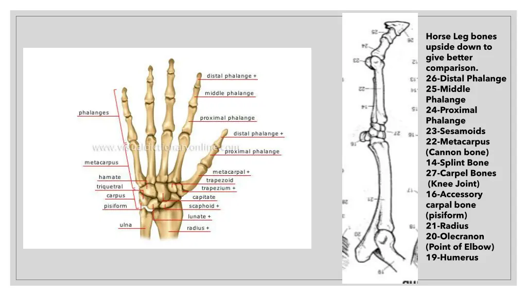 horse leg bones upside down to give better