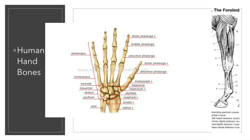 human hand bones