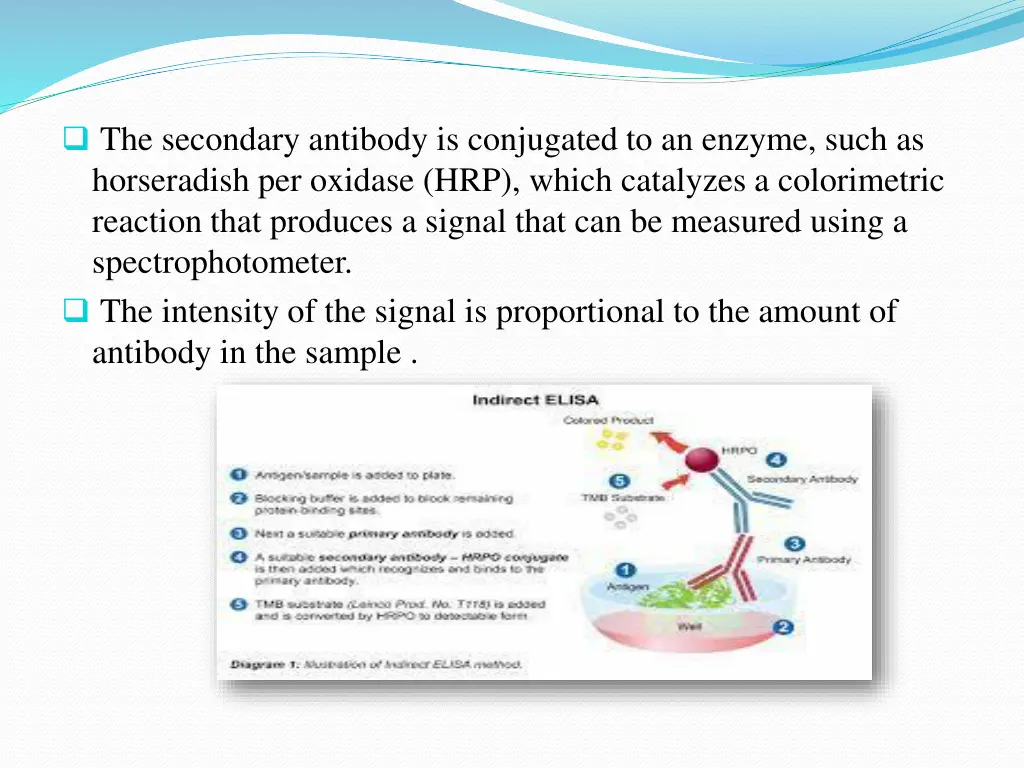 the secondary antibody is conjugated to an enzyme