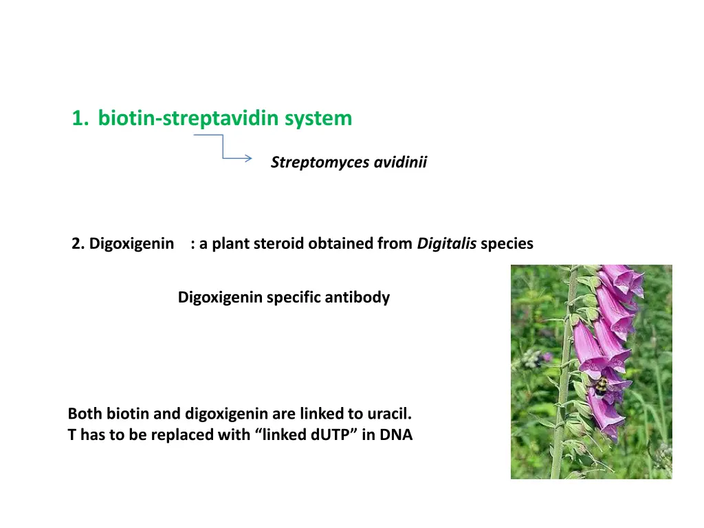 1 biotin streptavidin system