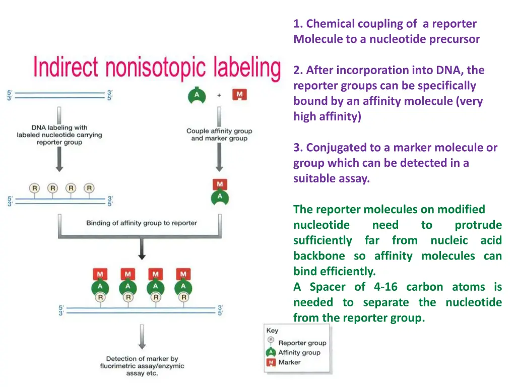 1 chemical coupling of a reporter molecule