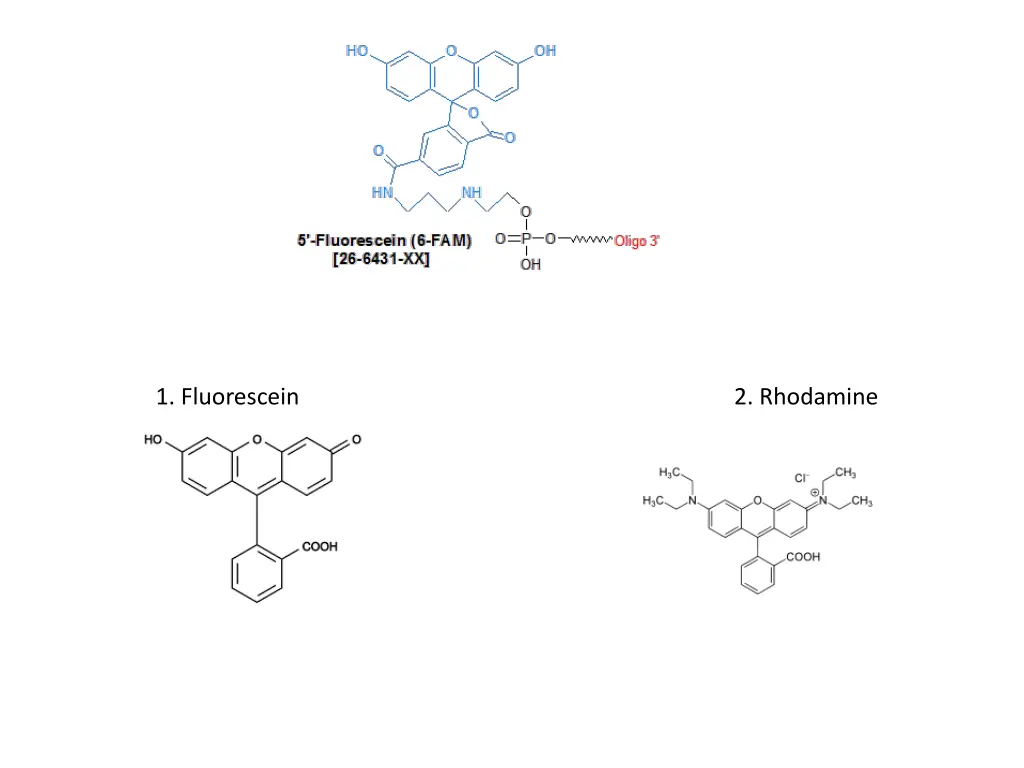 1 fluorescein 2 rhodamine