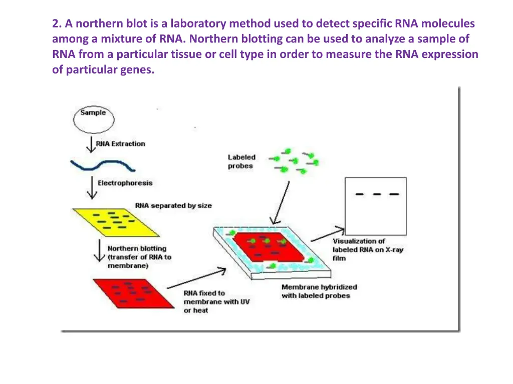 2 a northern blot is a laboratory method used