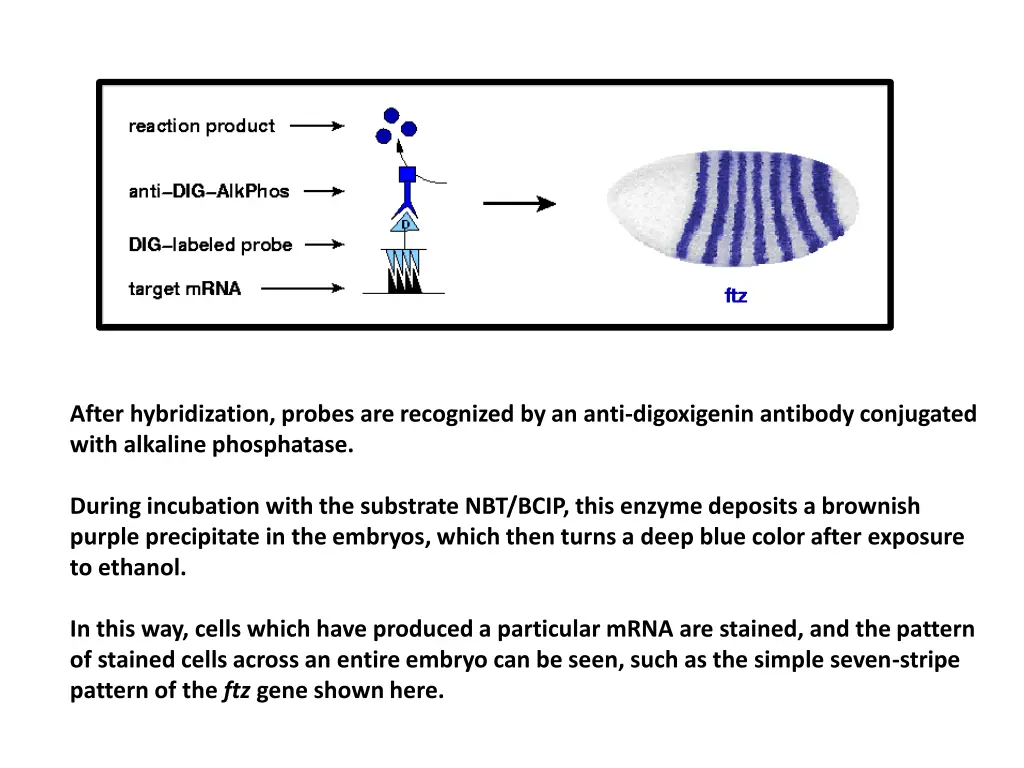 after hybridization probes are recognized