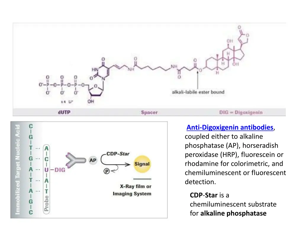 anti digoxigenin antibodies coupled either