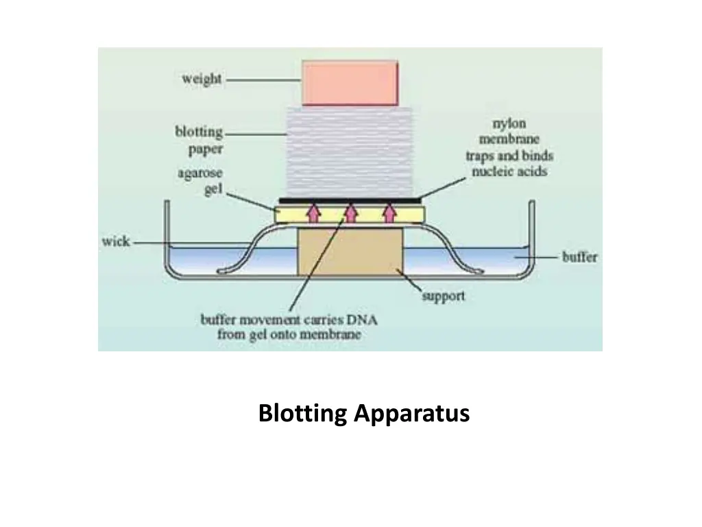 blotting apparatus