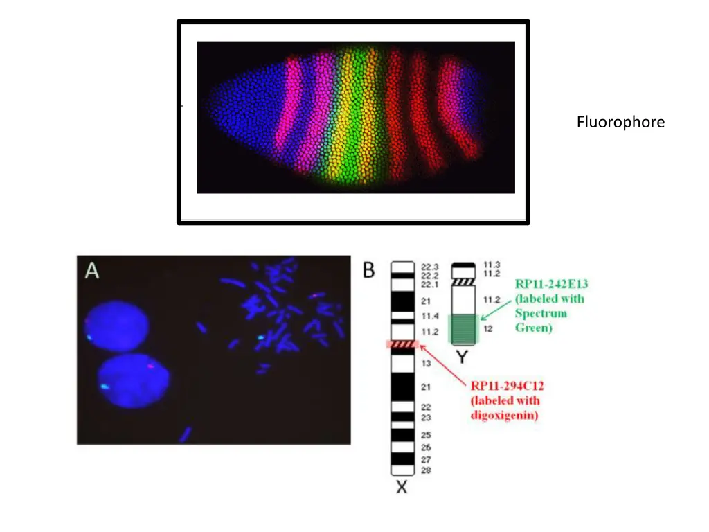 fluorophore