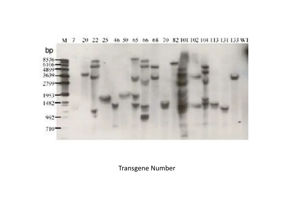 transgene number