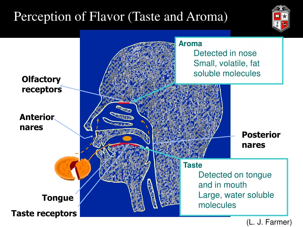 perception of flavor taste and aroma