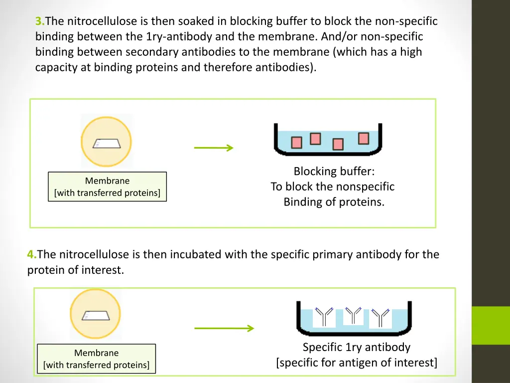 3 the nitrocellulose is then soaked in blocking
