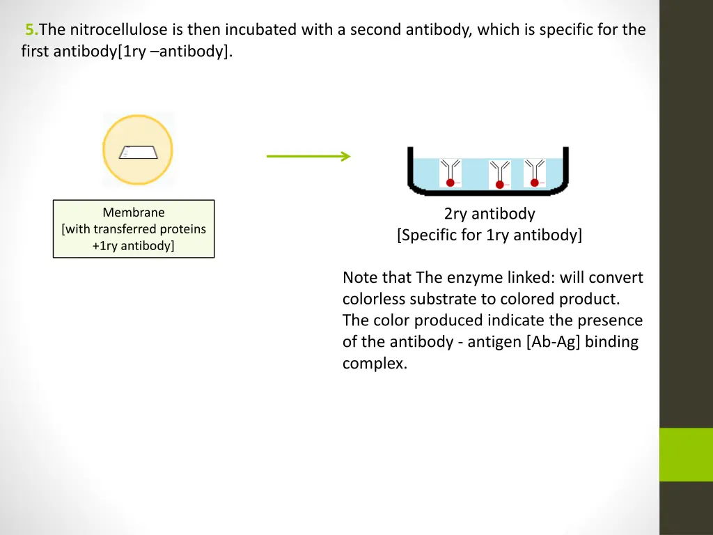 5 the nitrocellulose is then incubated with