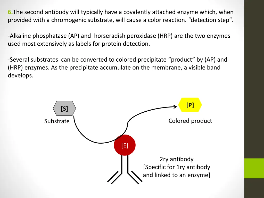 6 the second antibody will typically have