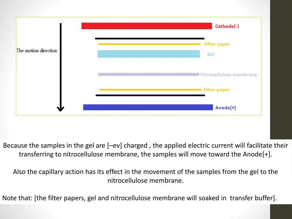 because the samples in the gel are ev charged