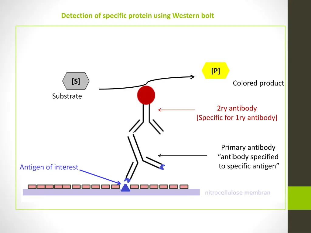 detection of specific protein using western bolt