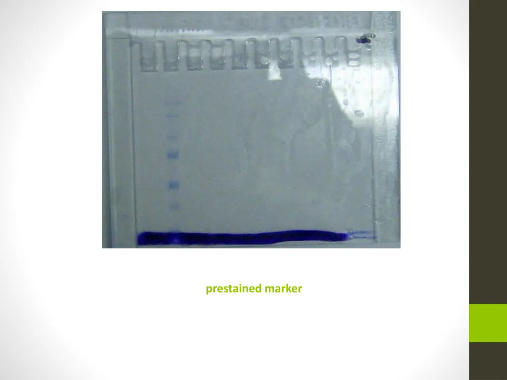 prestained marker 1